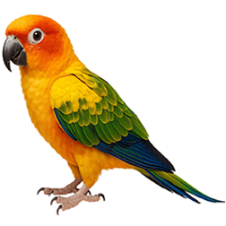 Sun Conure